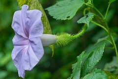 Ipomoea setosa
