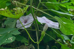 Ipomoea setosa