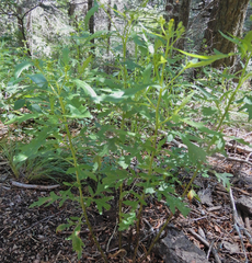 Senecio eremophilus kingii