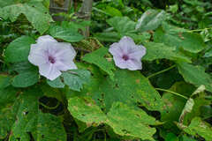 Ipomoea setosa