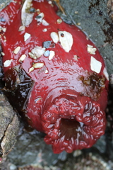 Aulactinia