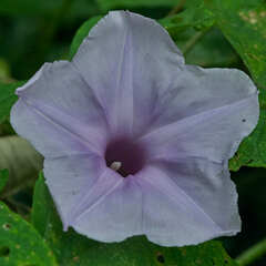 Ipomoea setosa