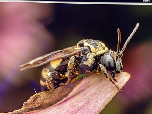 Squash Longhorn-Cuckoo photographed in Nebraska