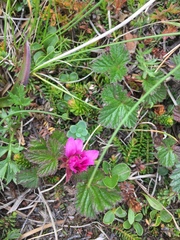 Rubus arcticus acaulis