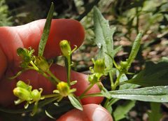 Senecio eremophilus kingii