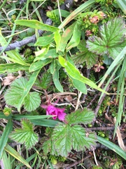 Rubus arcticus acaulis