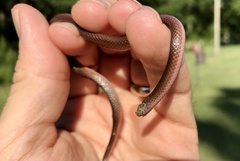 Carphophis amoenus helenae