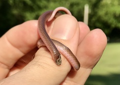 Carphophis amoenus helenae