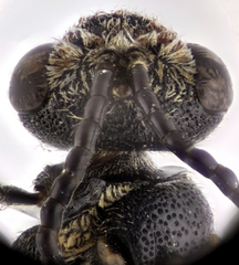 Sphecodes schenckii
