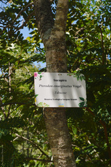 Pterodon emarginatus