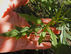 Senecio eremophilus kingii