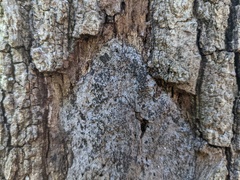 Biscogniauxia atropunctata