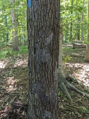 Biscogniauxia atropunctata