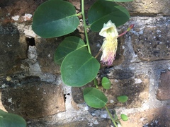 Capparis spinosa