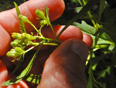 Senecio eremophilus kingii