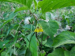 Physalis philadelphica