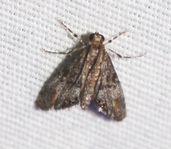 Petrophila schaefferalis