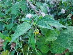 Physalis philadelphica