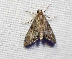 Petrophila schaefferalis