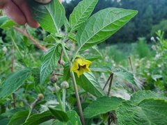 Physalis philadelphica