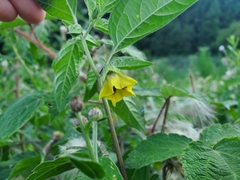 Physalis philadelphica