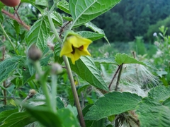 Physalis philadelphica