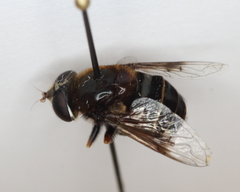 Eristalis cryptarum