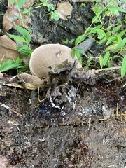 Nigroporus