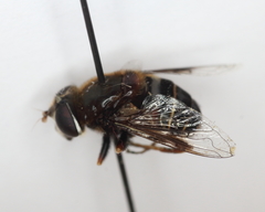 Eristalis cryptarum
