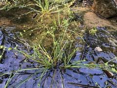 Juncus prismatocarpus leschenaultii