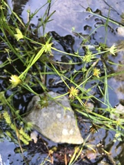Juncus prismatocarpus leschenaultii