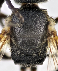 Sphecodes schenckii