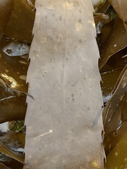 Desmarestia herbacea