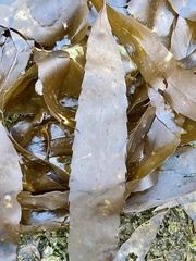 Desmarestia herbacea