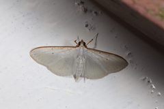 Palpita vitrealis