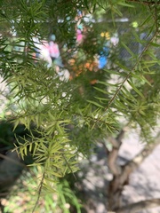 Melaleuca bracteata