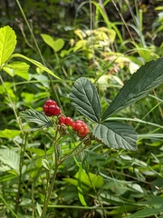 Rubus uniformis