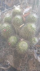 Mammillaria knippeliana