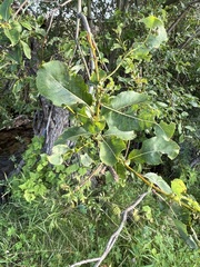 Salix pyrolifolia