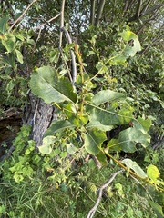 Salix pyrolifolia