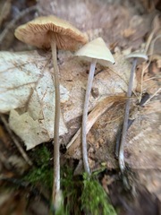Entoloma conicum