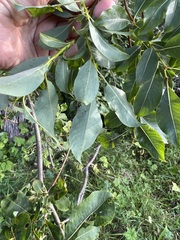 Salix taraikensis