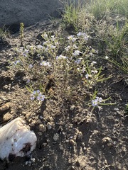 Dontostemon pinnatifidus