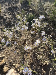 Dontostemon pinnatifidus