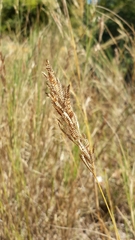 Eragrostis chapelieri image