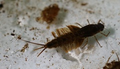 Siphlonuridae