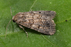 Spodoptera cilium
