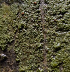 Caloplaca litoricola