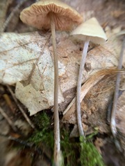 Entoloma conicum