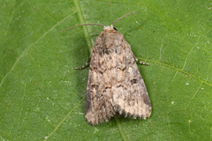 Spodoptera cilium